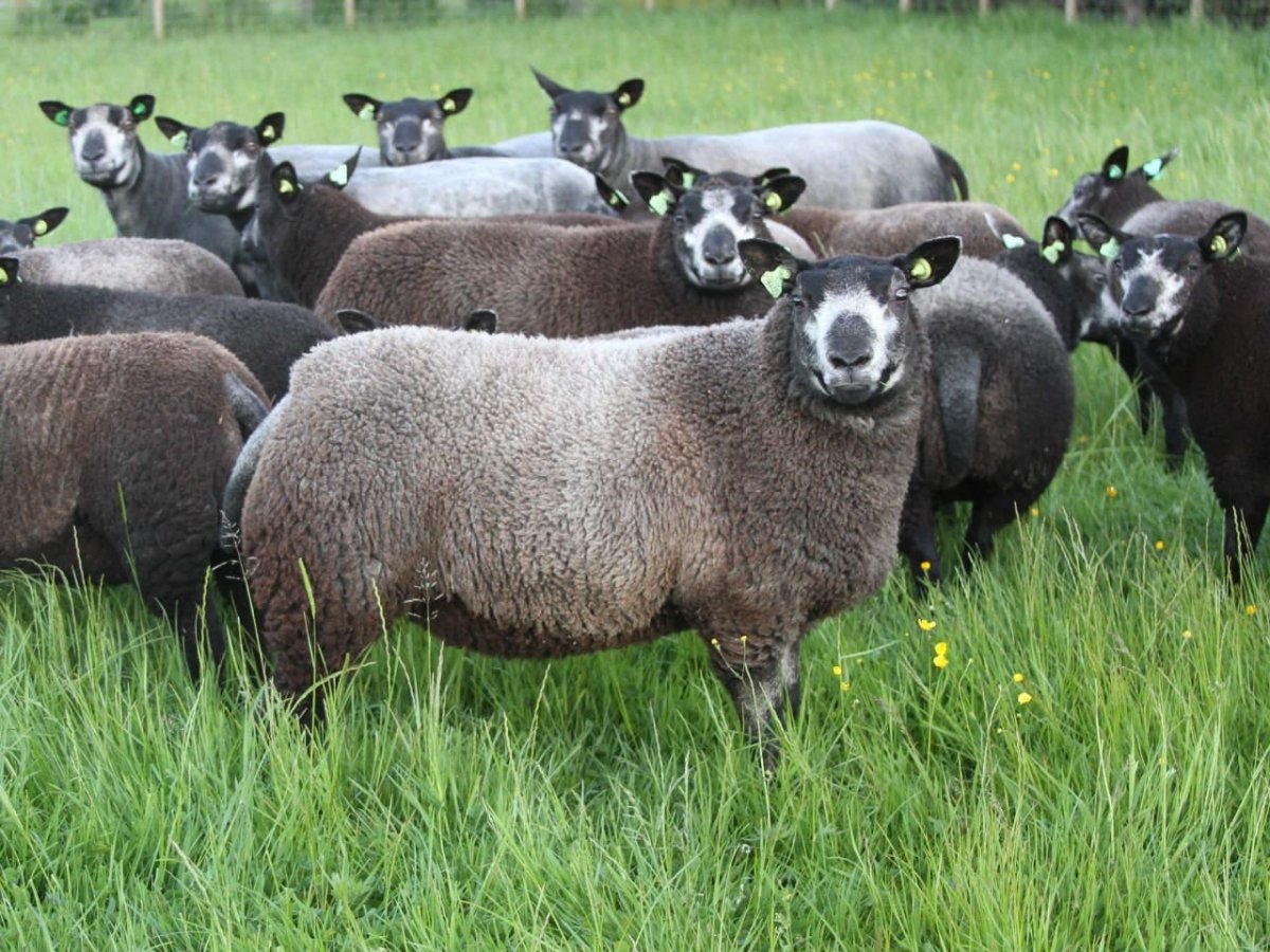 Баран мясной породы Дорпер