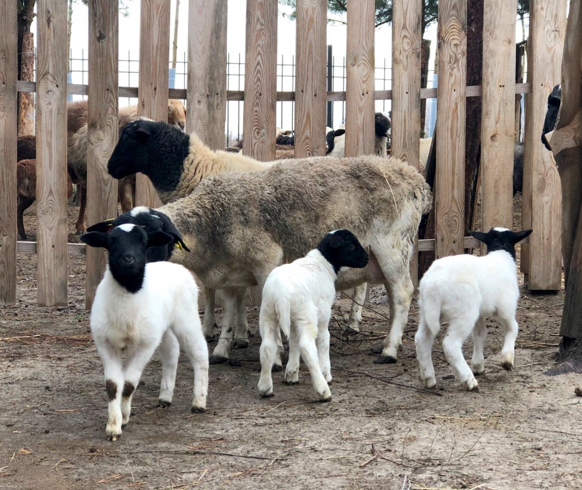 Овцы породы Дорпер в России