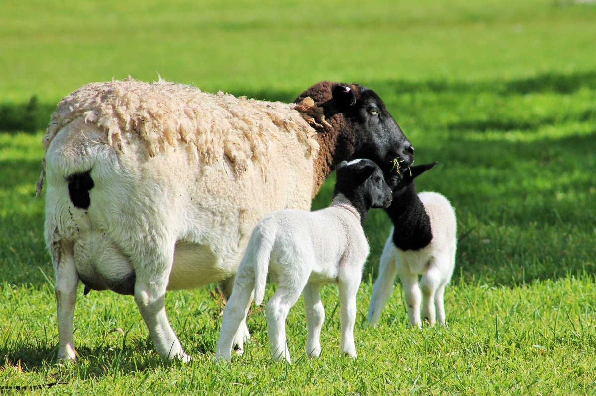 Гемпшир порода овец