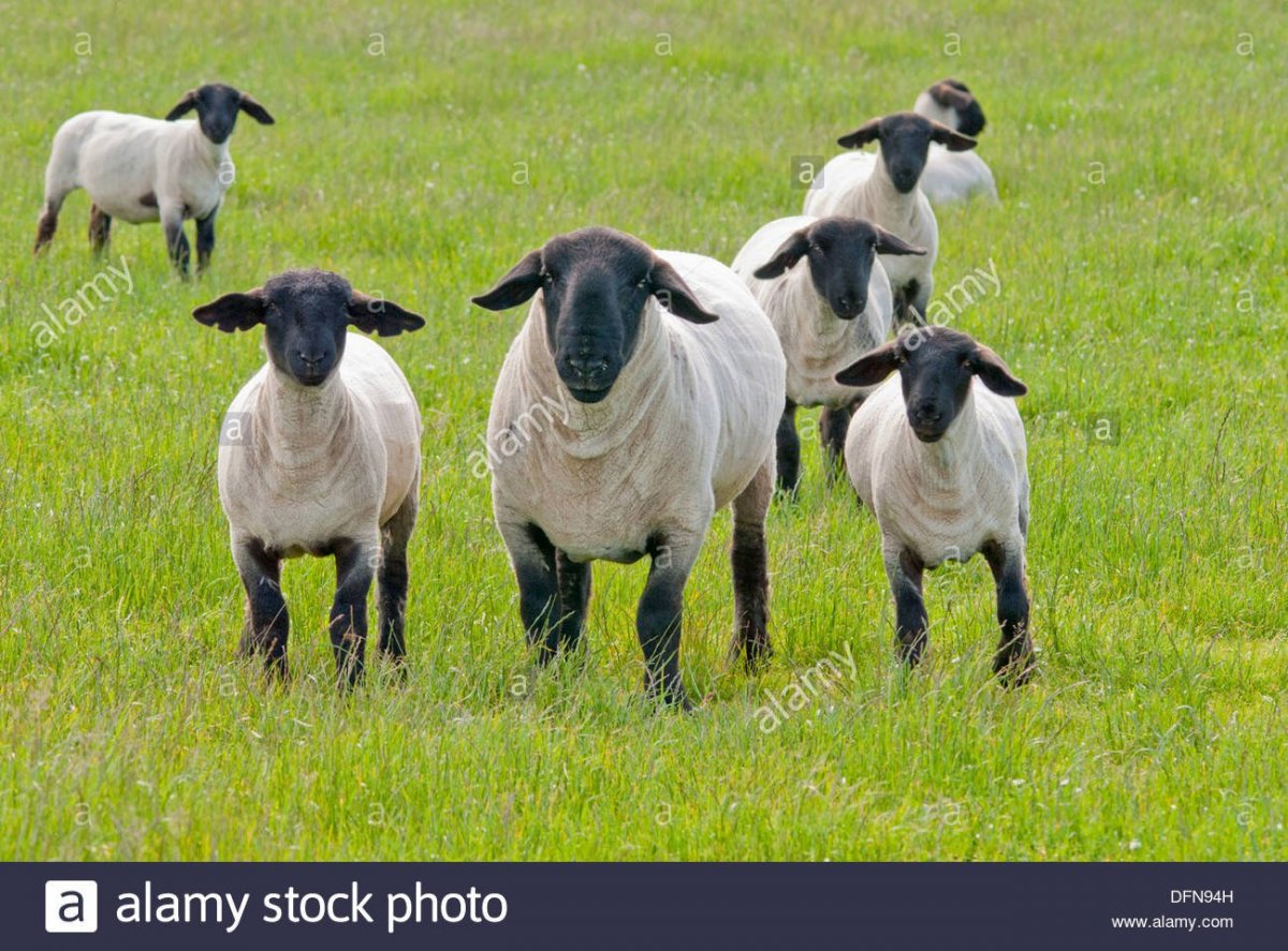 Козы Дорпер