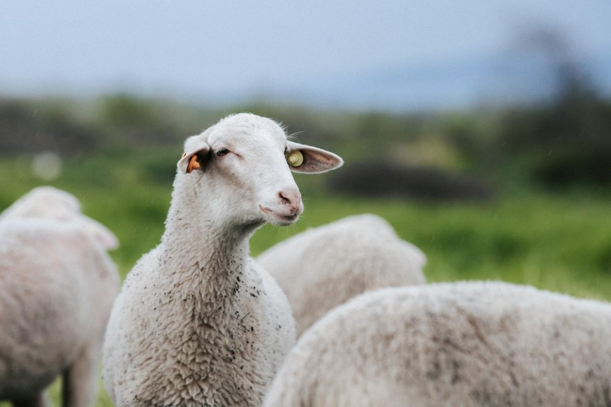 Дорпер+Тексель порода