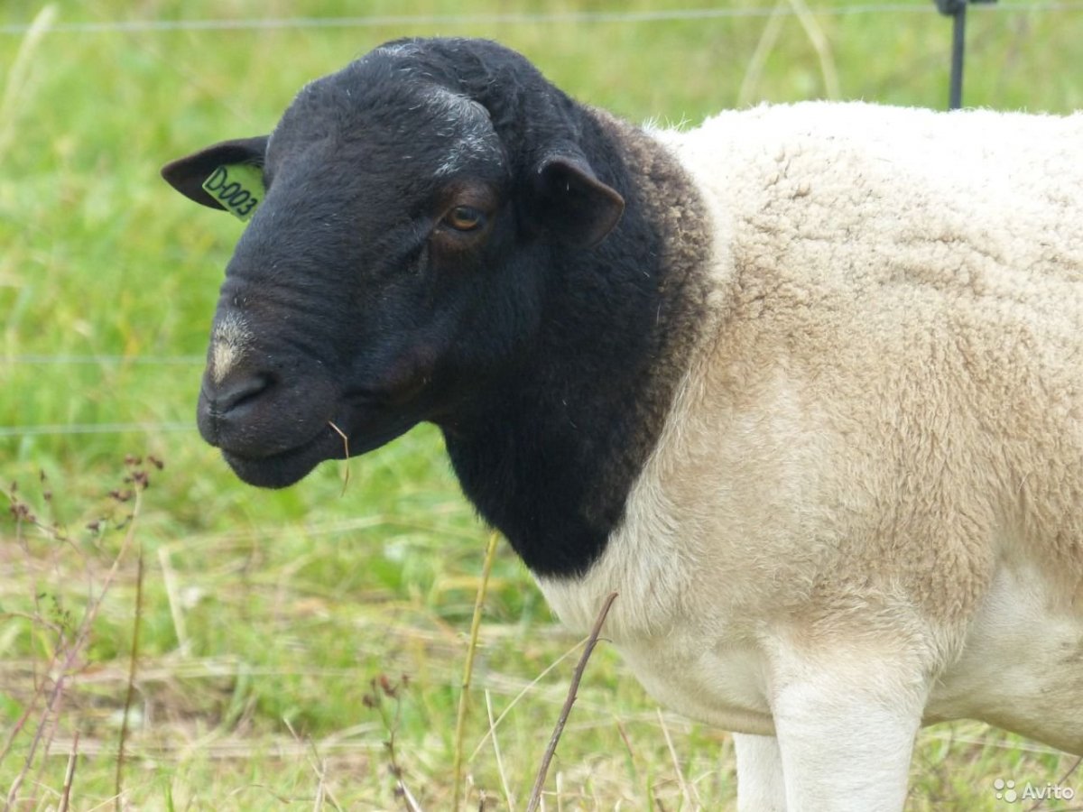 Ирландия бараны