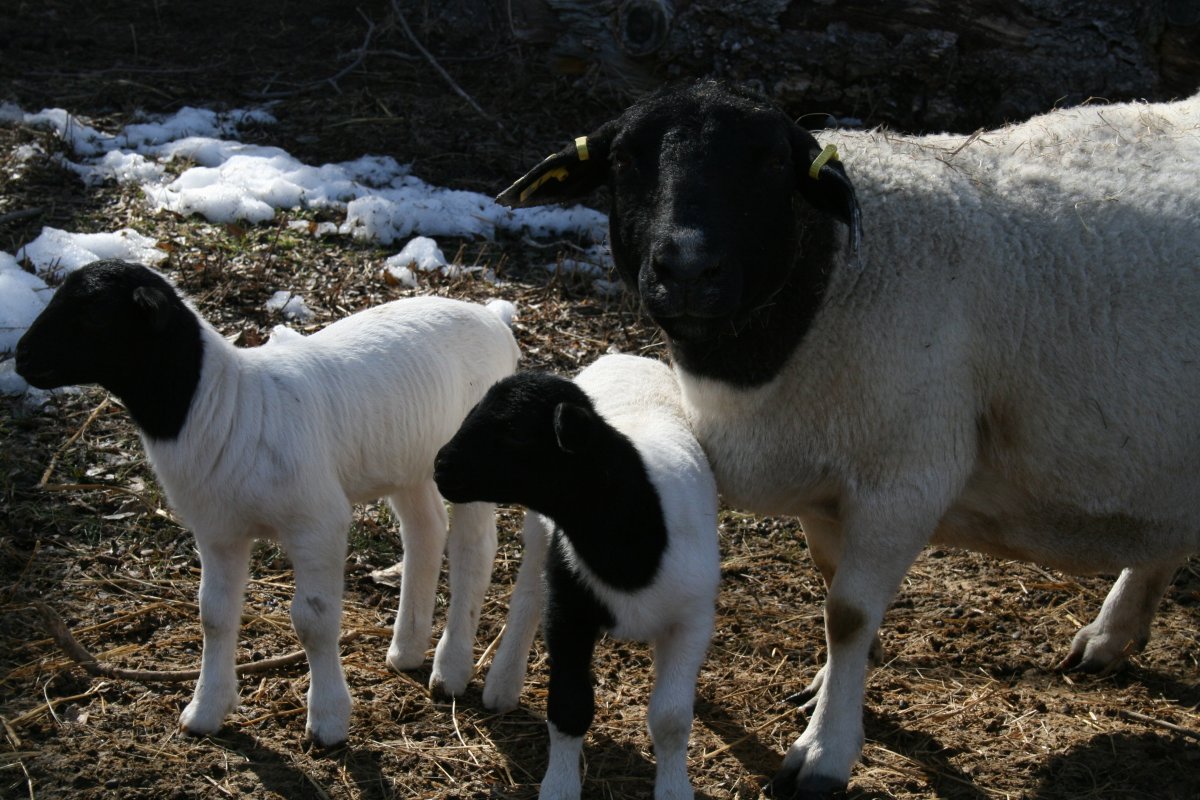 Овцы породы лакон