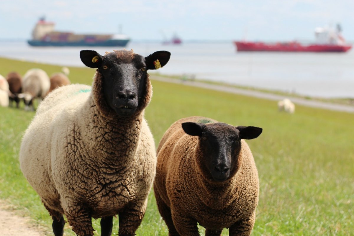 Порода Баранов Дорпер