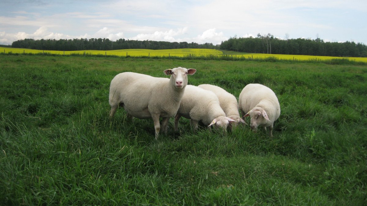 Баран порода Шетланд