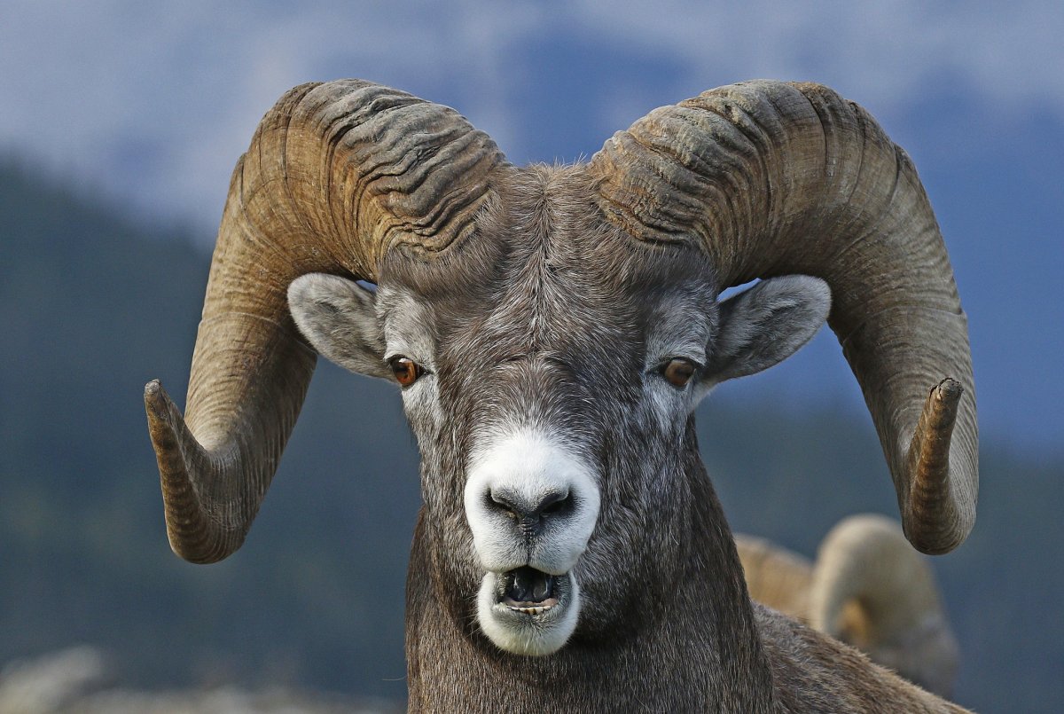Горный козел муфлон