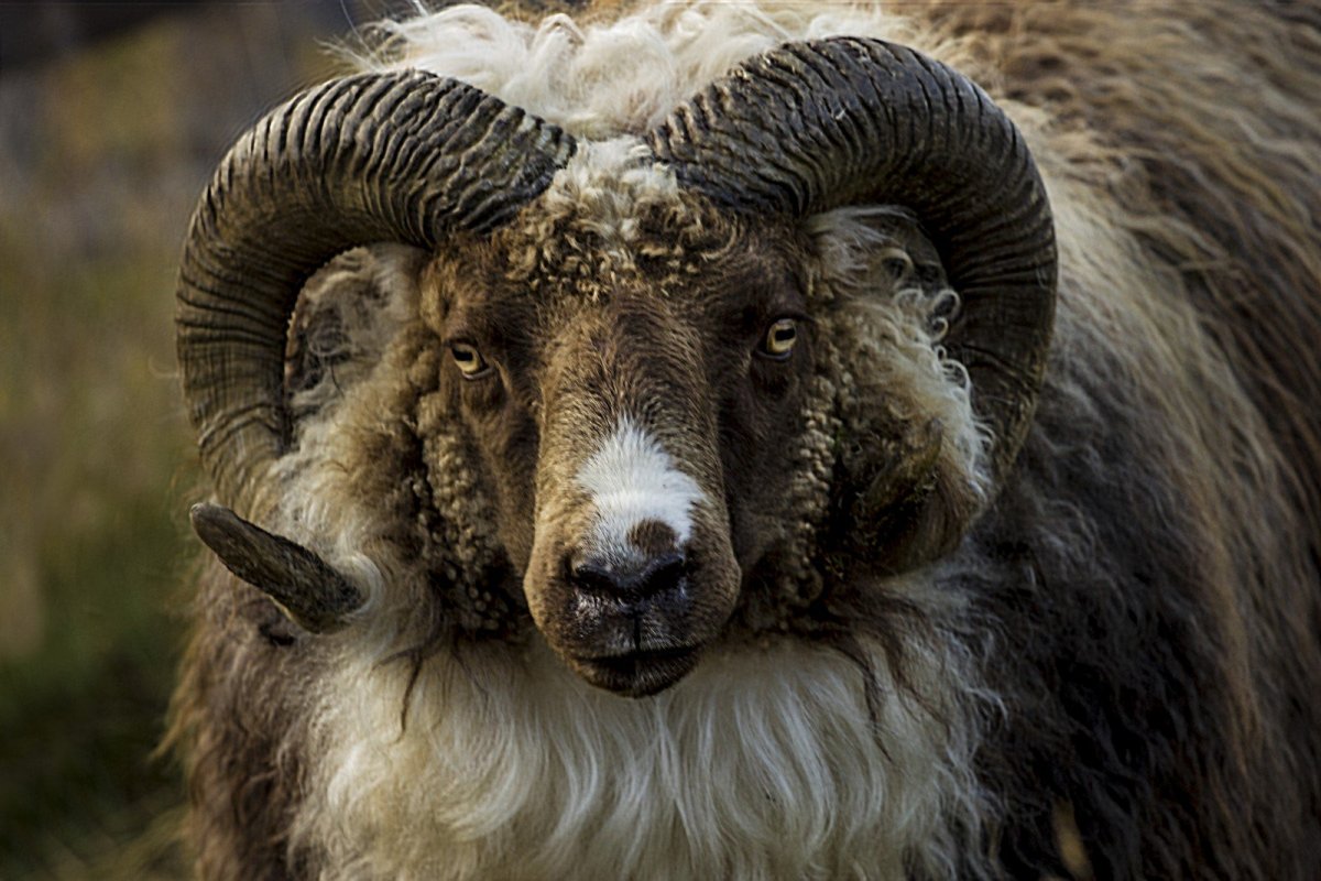 Рогатые овцы