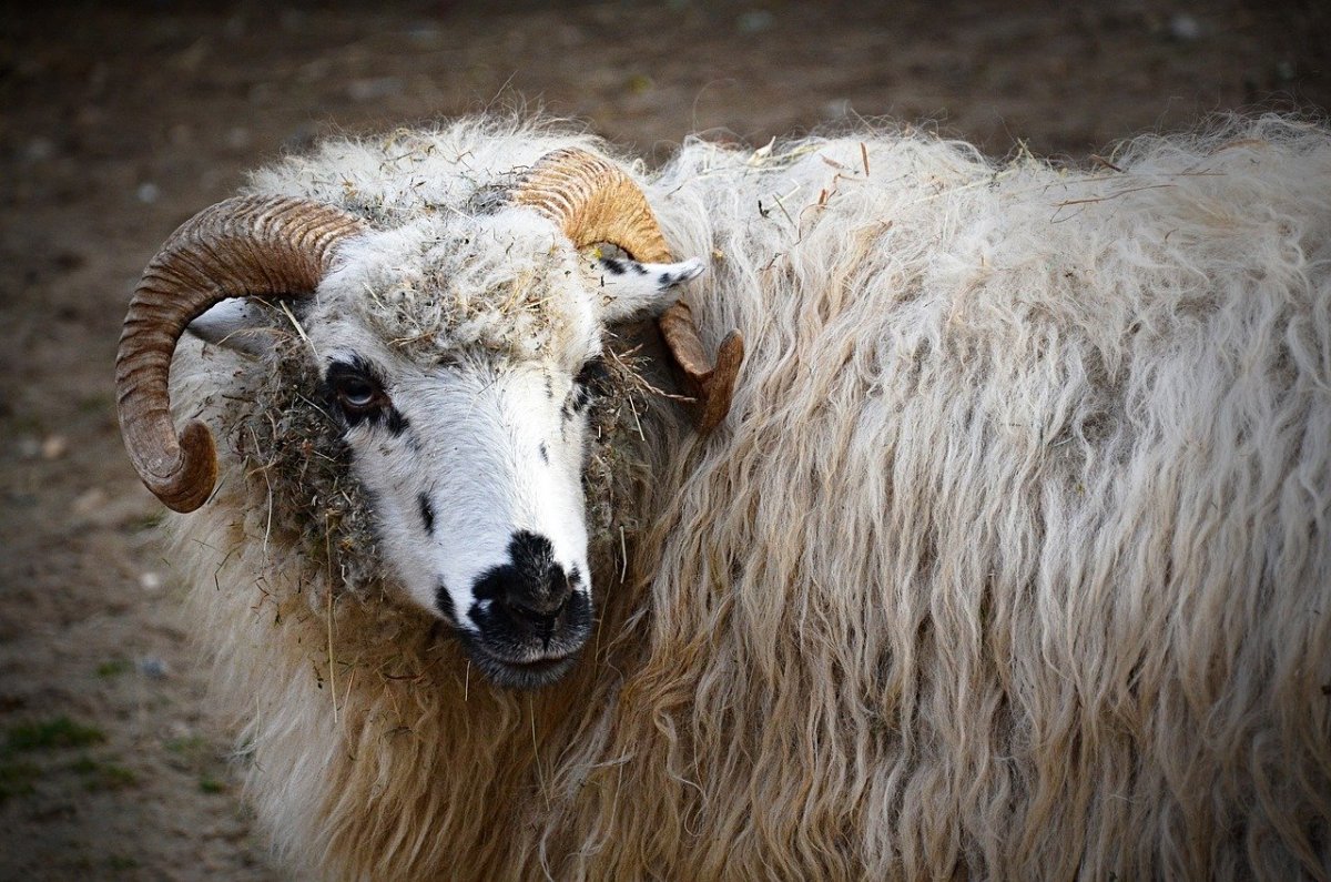 Самка барана