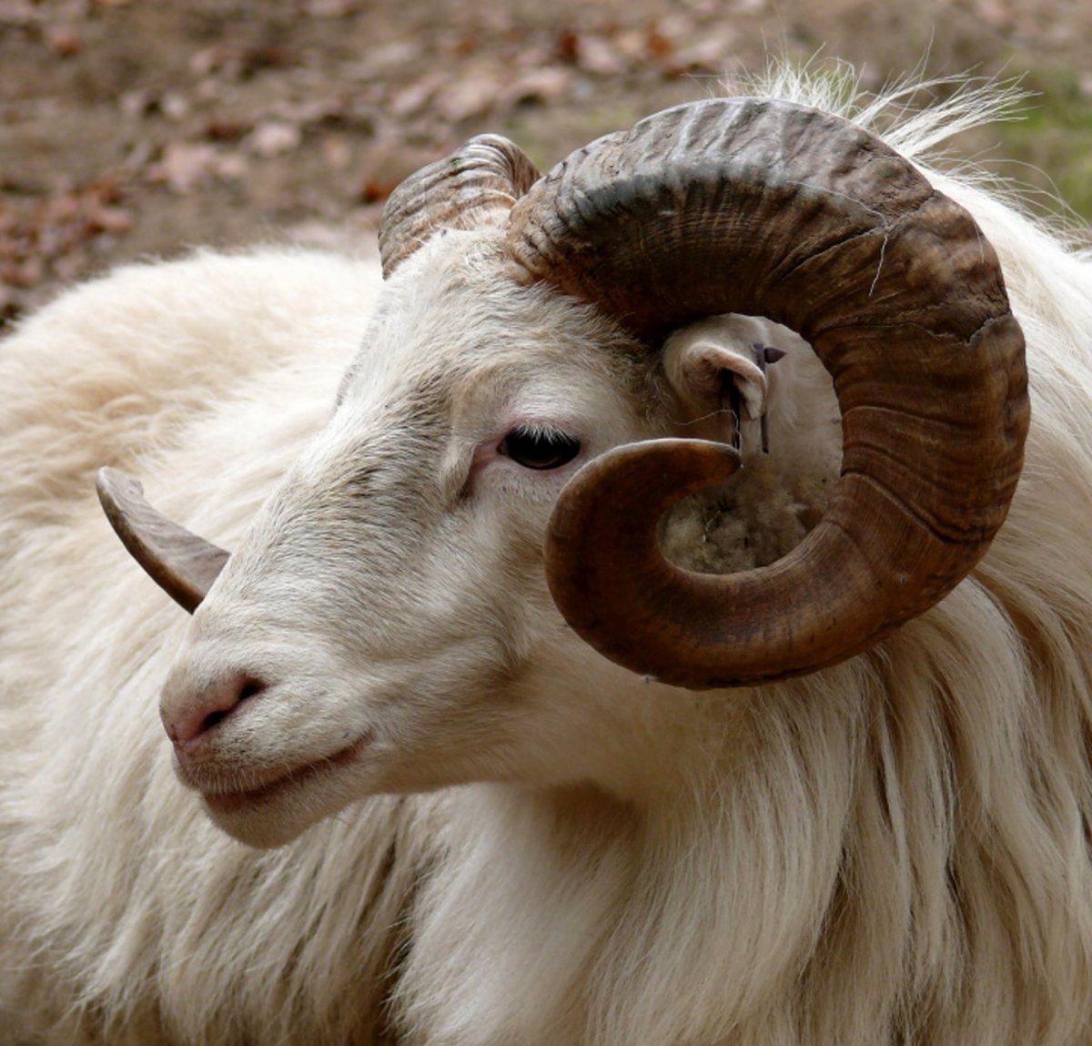 Горный баран Алиев