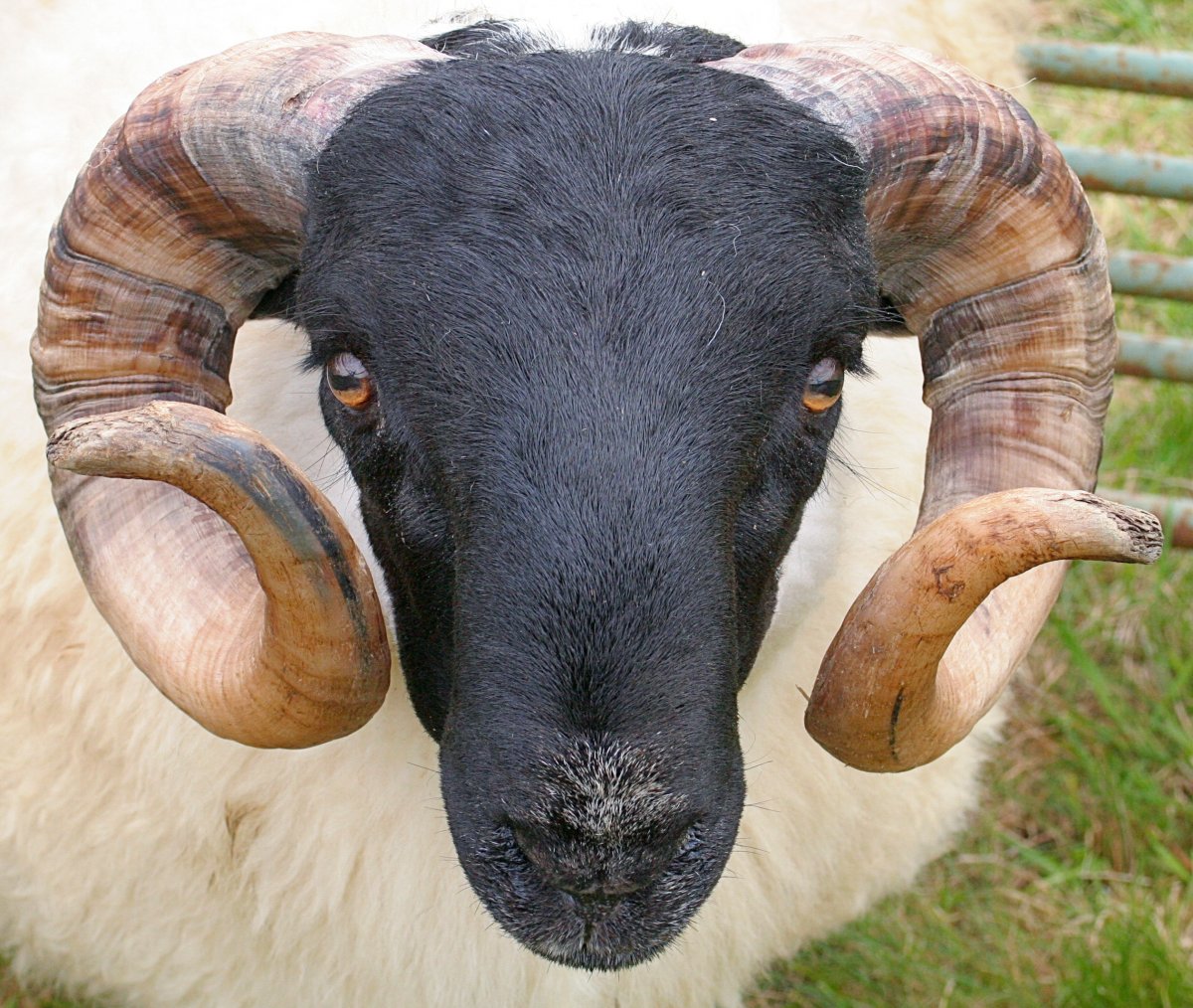 Морда барана