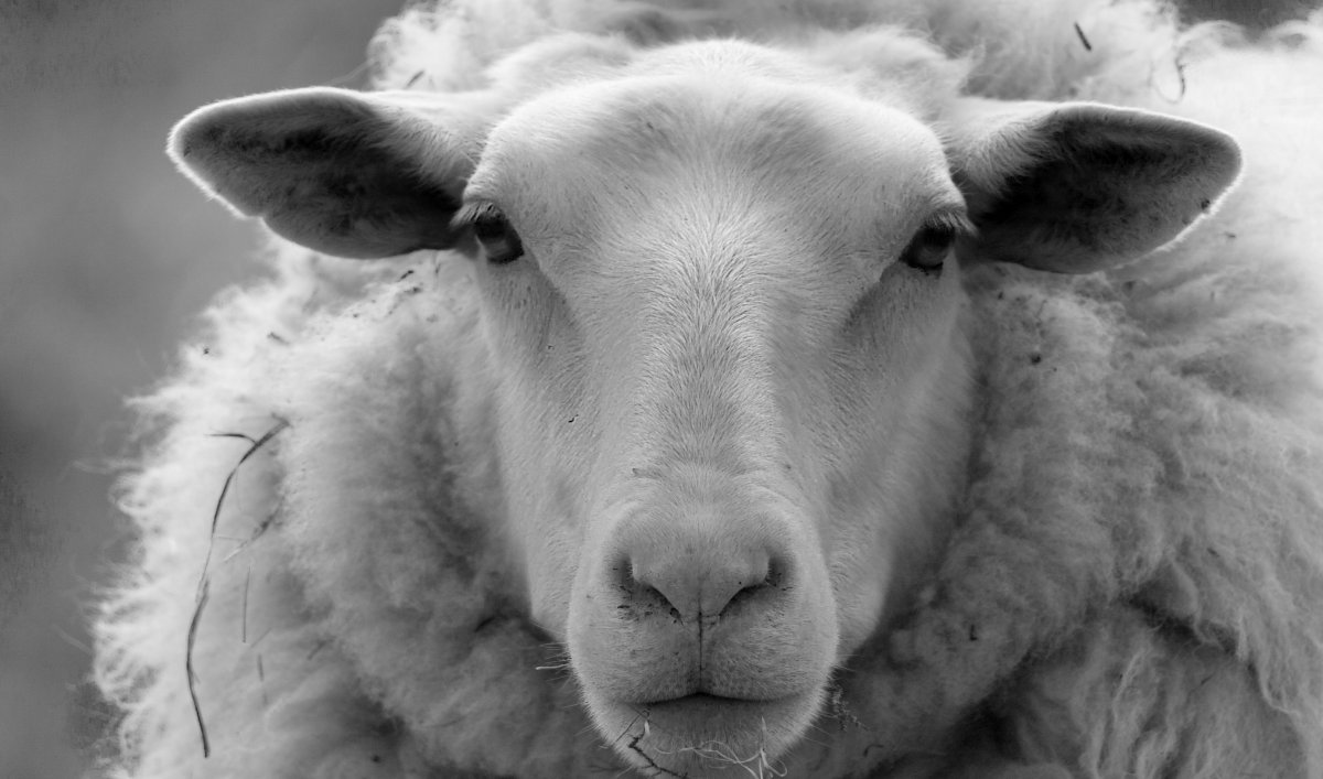 Голова овцы