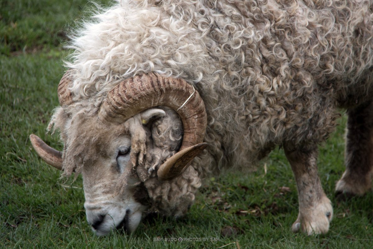 Овца с рогами