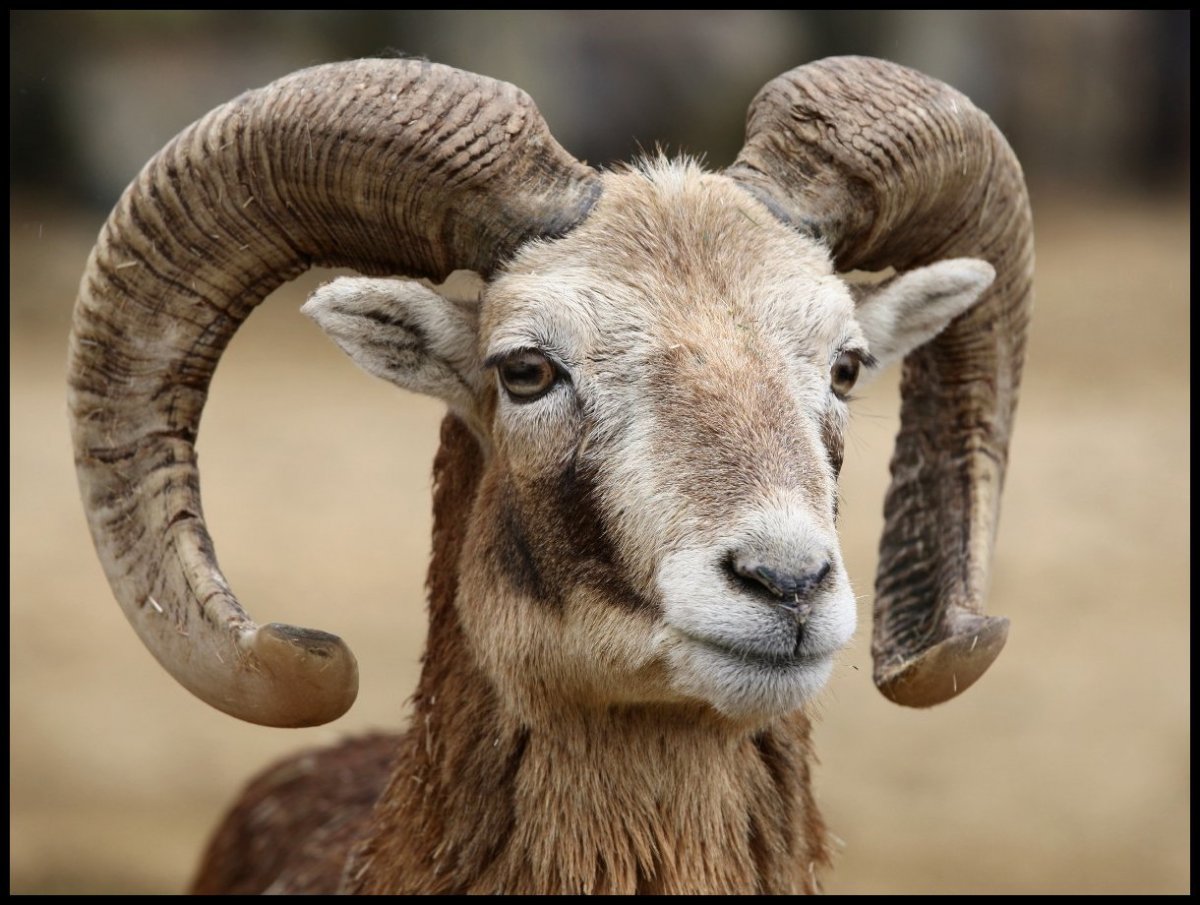 Муфлон Винторогий
