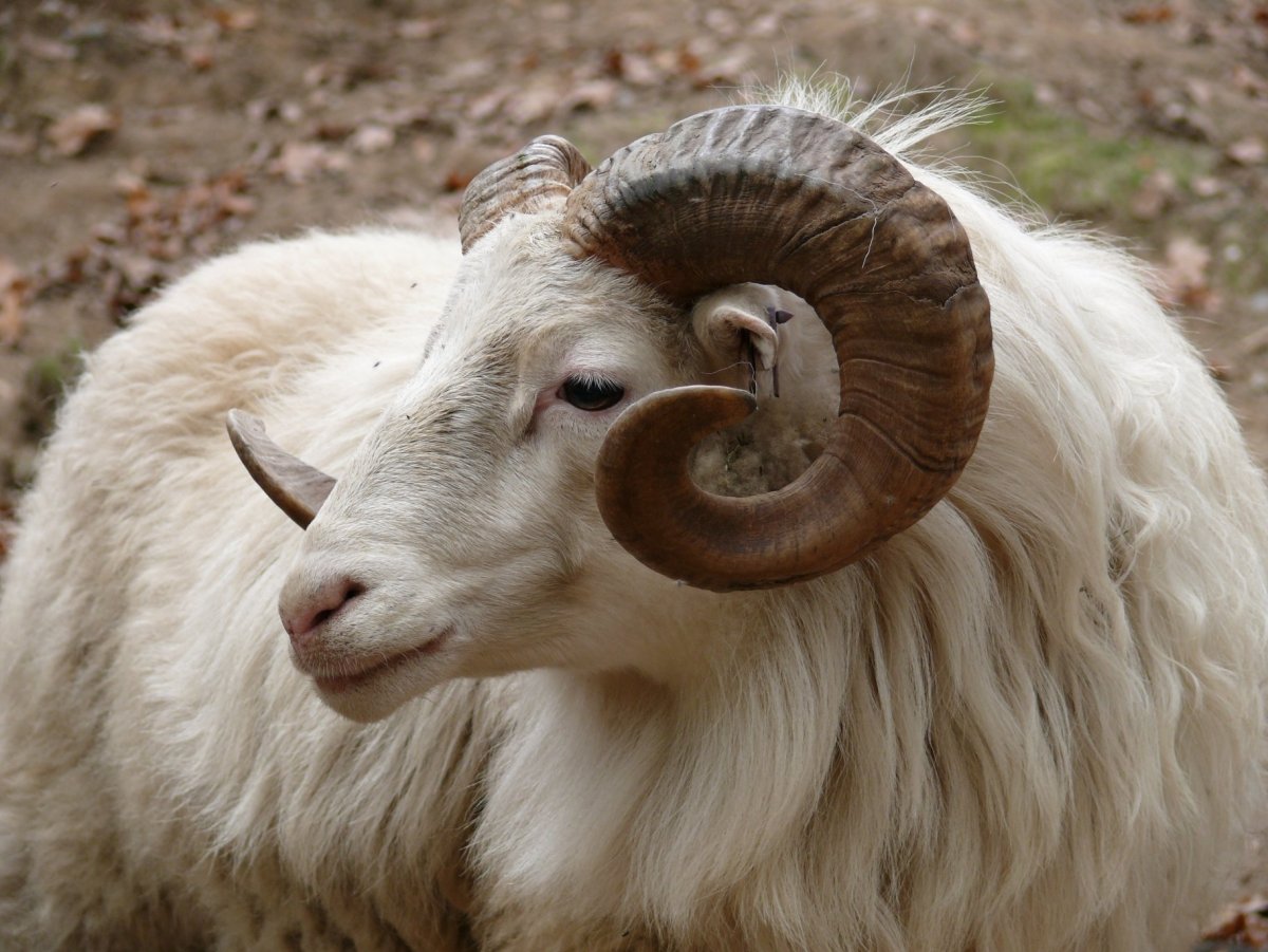 Баран фото