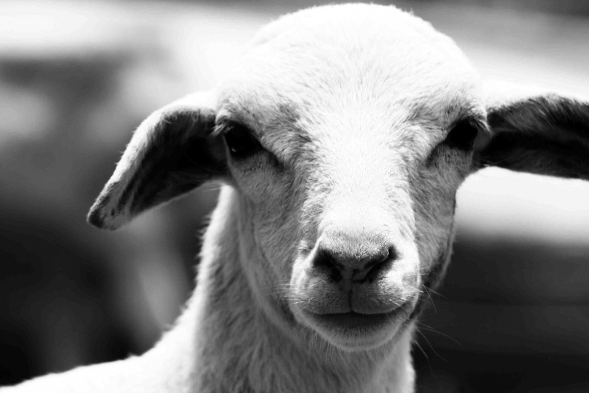 Морда овечки