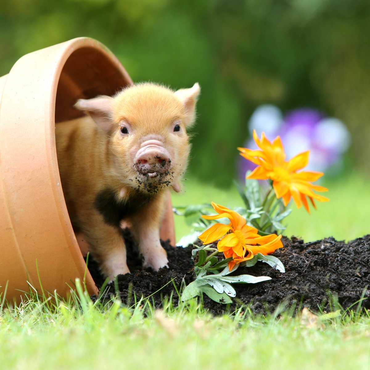 Симпатичный поросенок