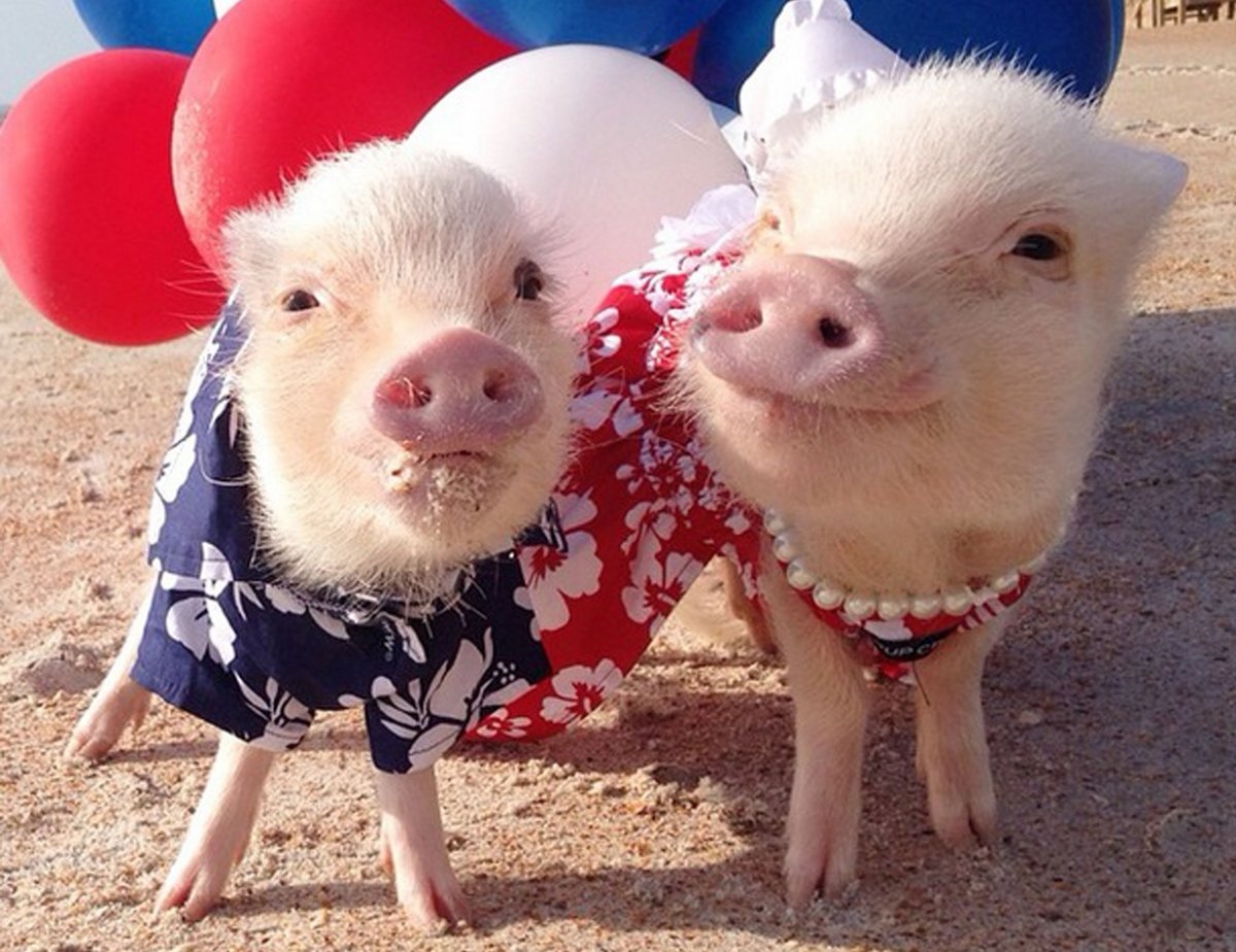 Две хрюшки