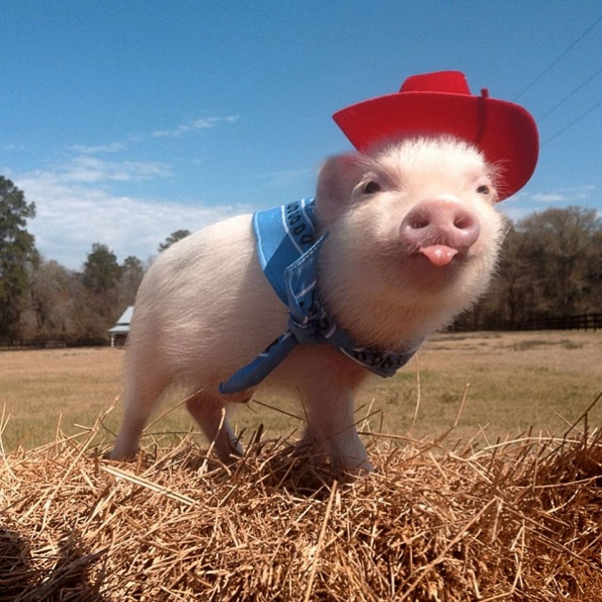Прикольные поросята