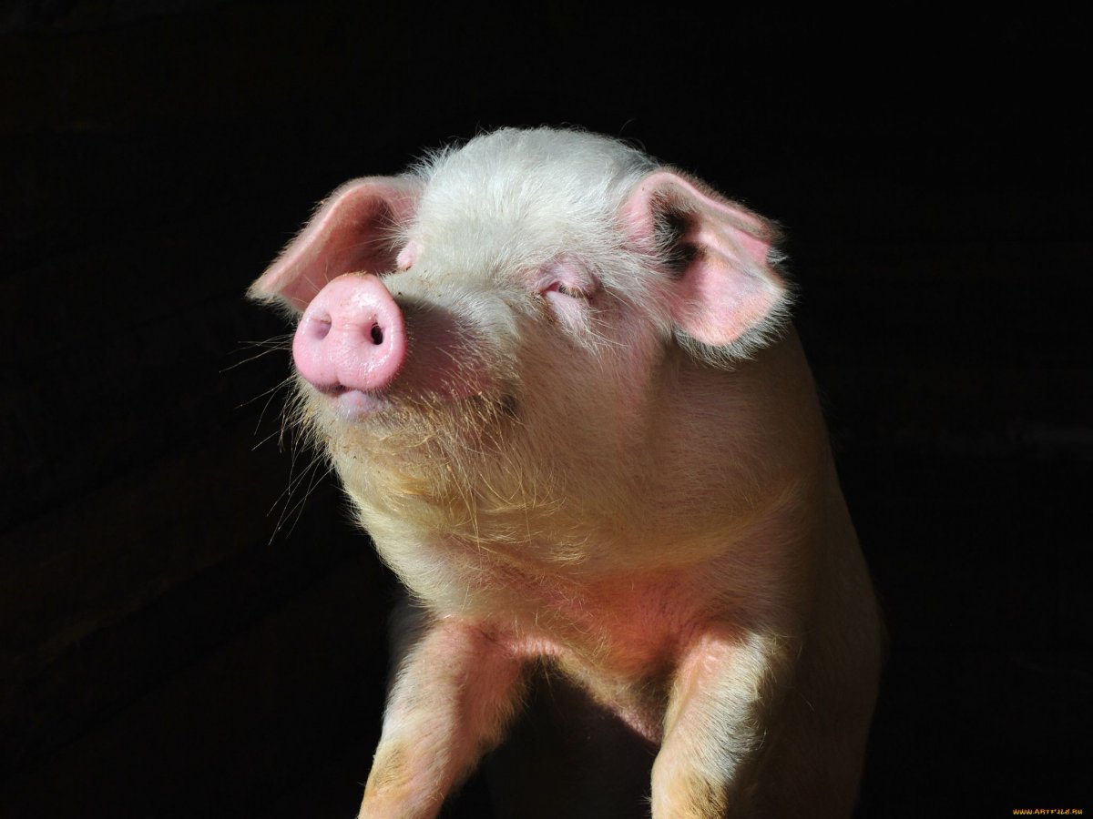 Домашняя свинья