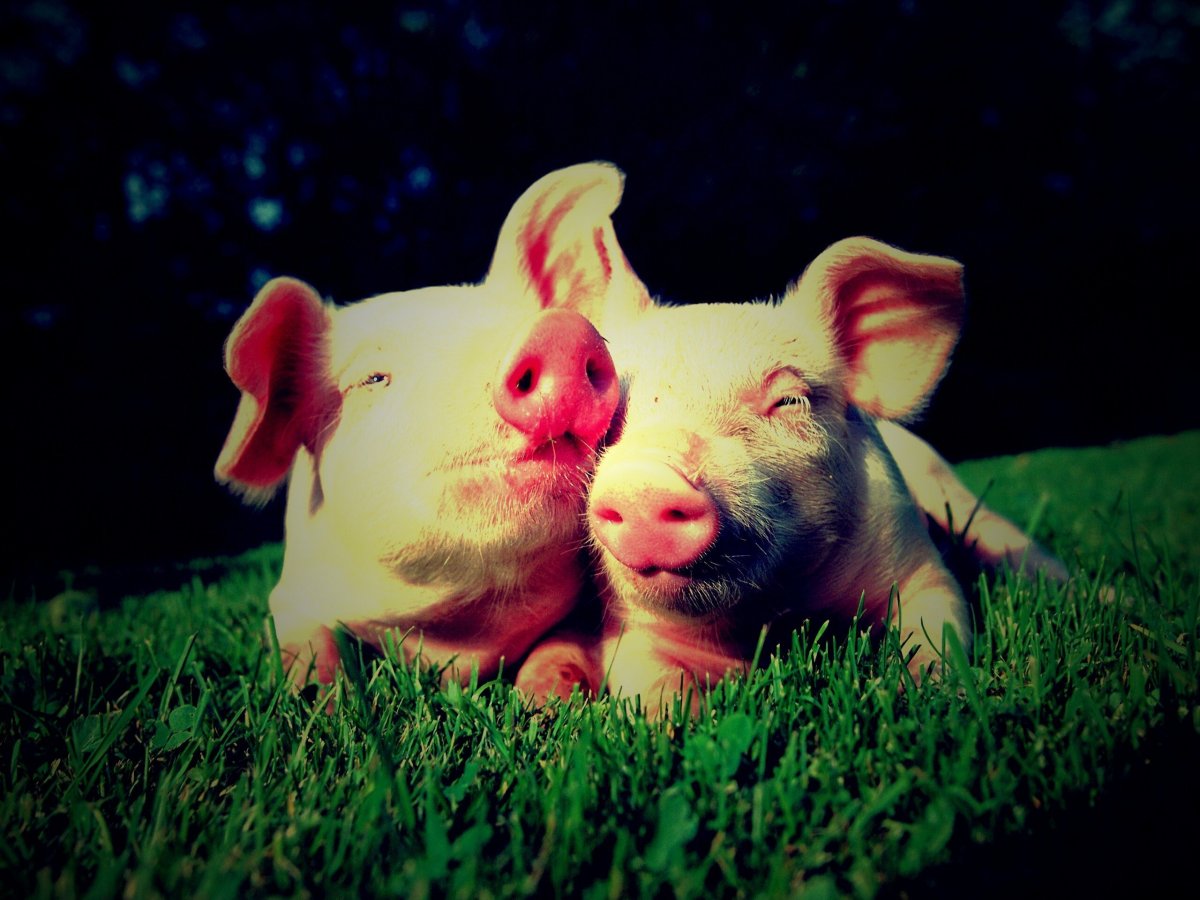 Свинка Пигги