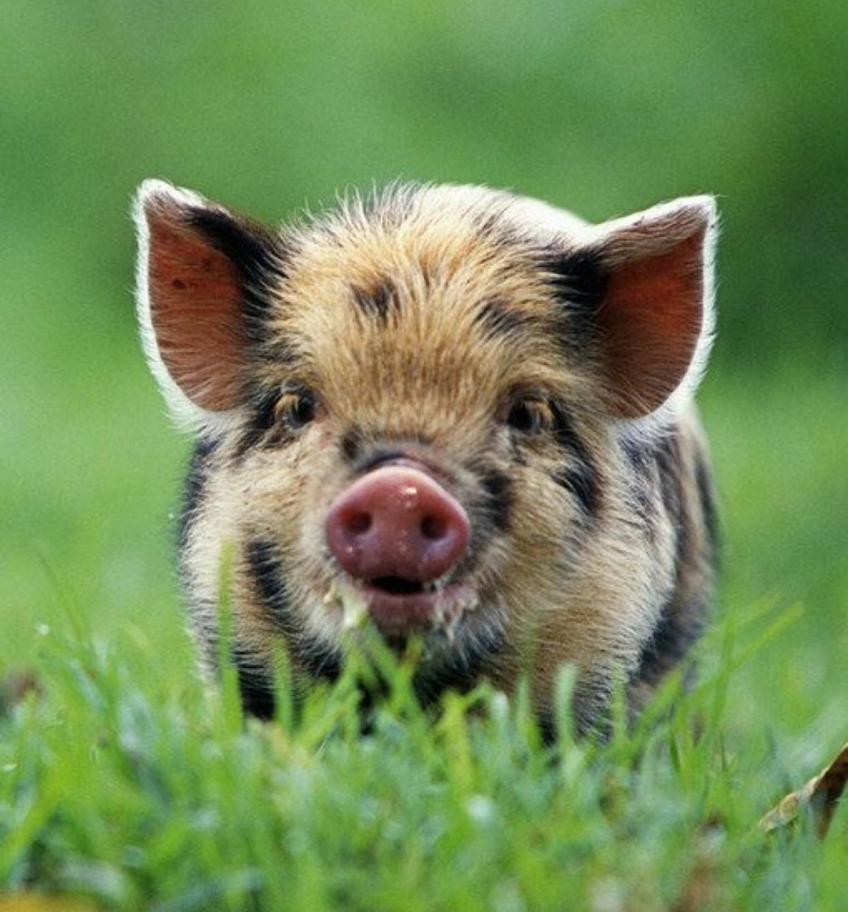 Маленькие свинки