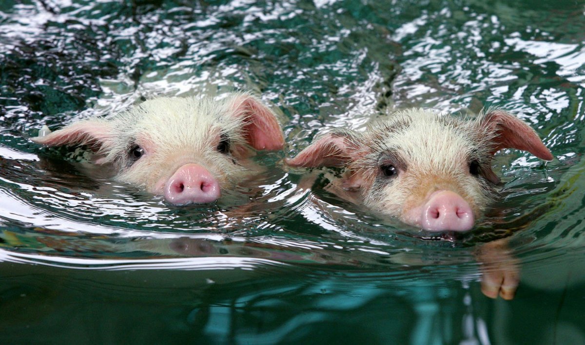 Свинка на природе