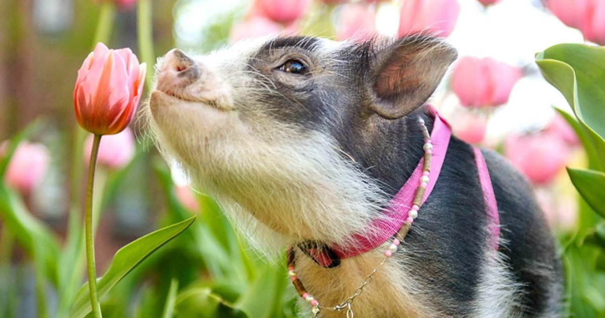 Свинка с цветами