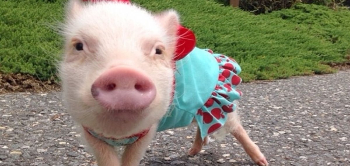 Минипиг розовый