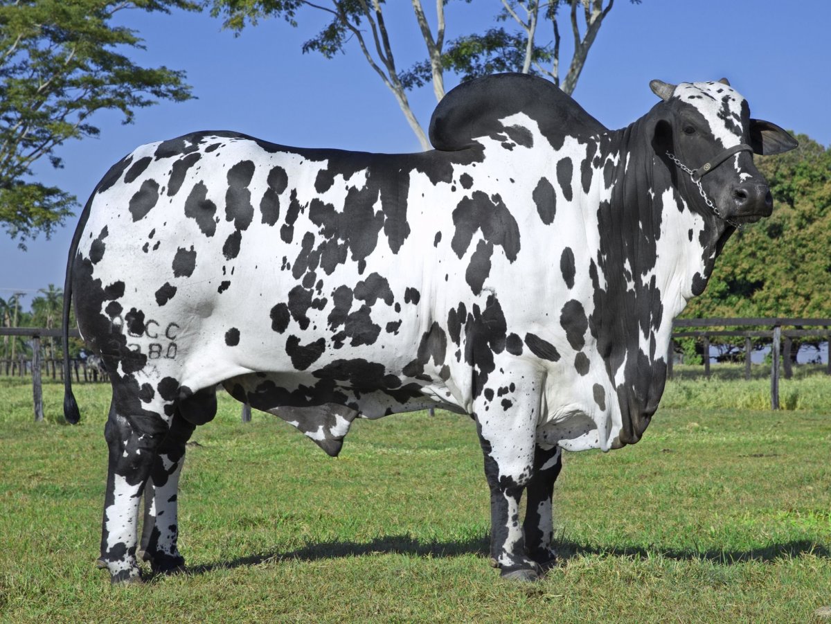 Айрширская порода бык