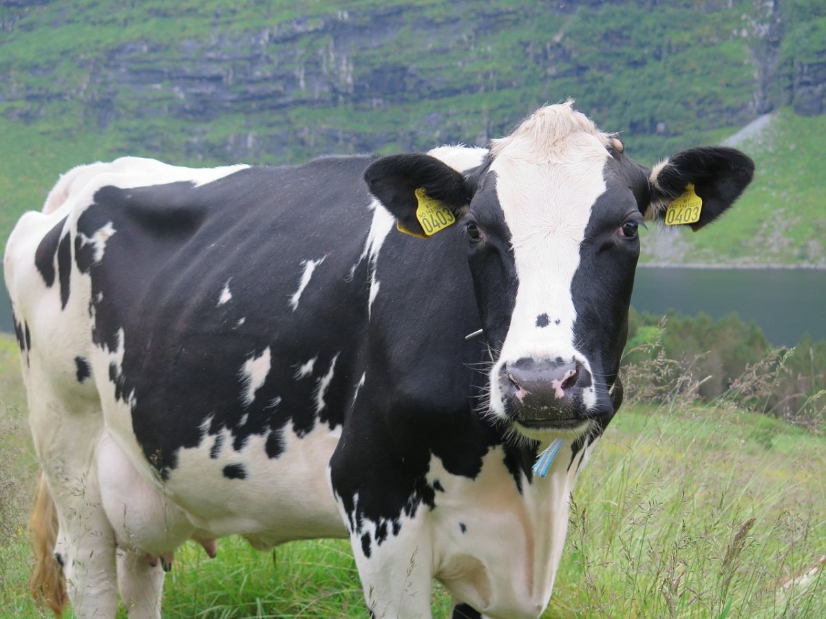 Бельгийский голубой бык