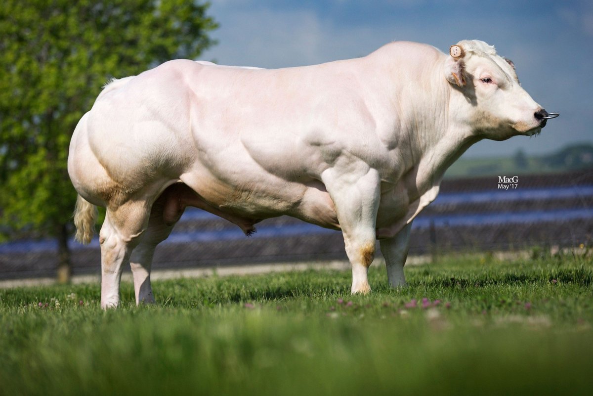 Немецкая порода коров