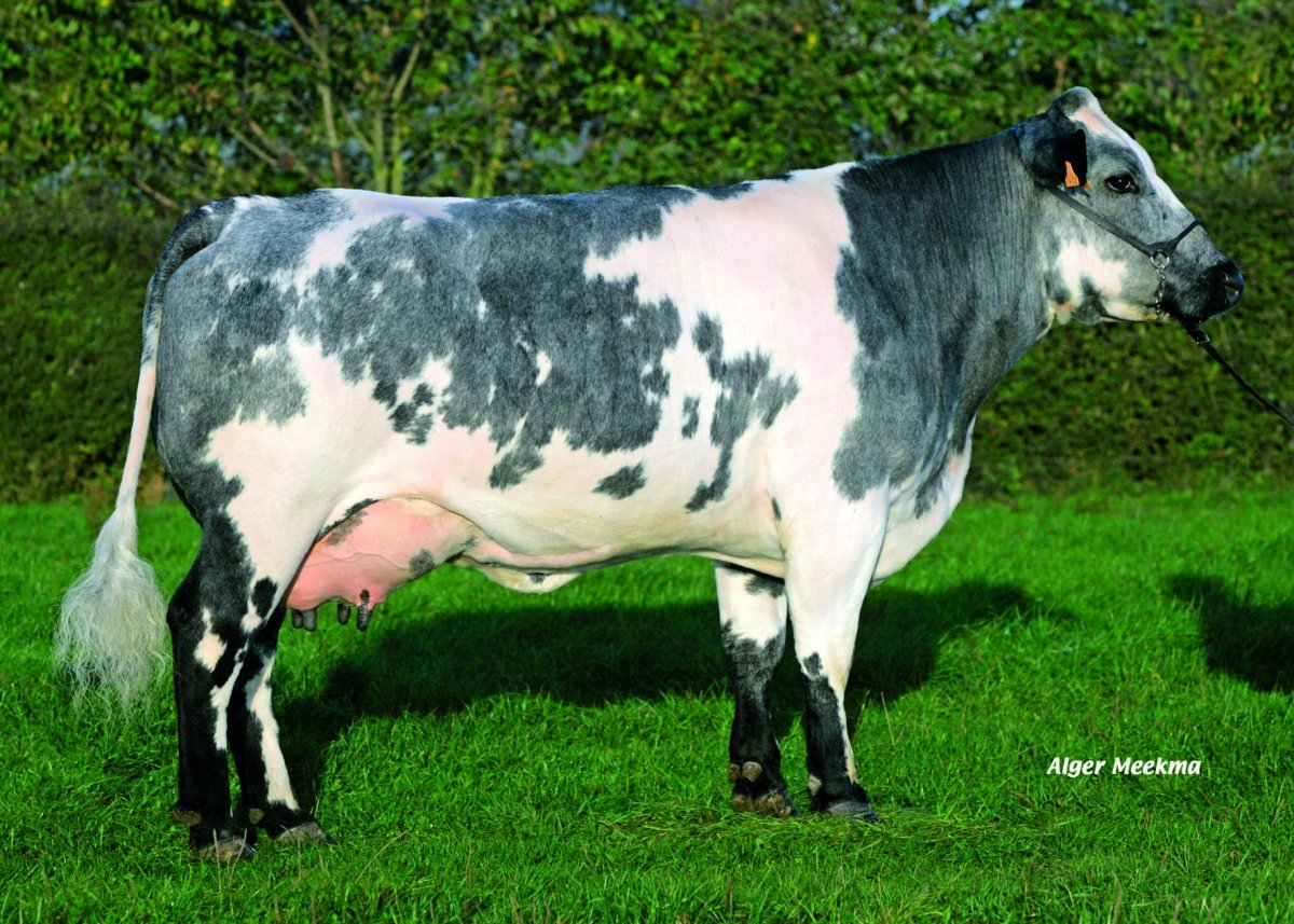 Коровы быки джерсейской породы