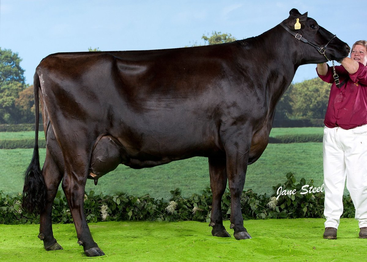 Ангус + Шароле