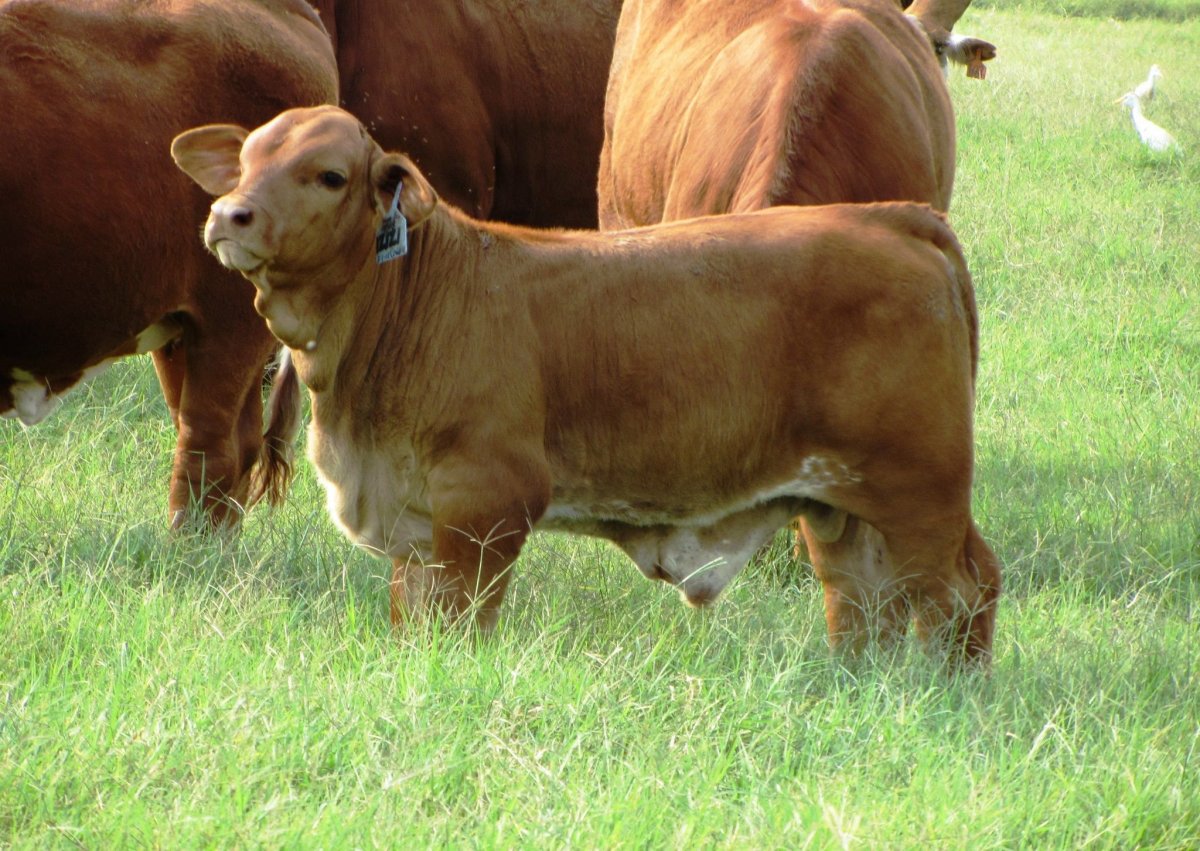 Порода Айова теленок