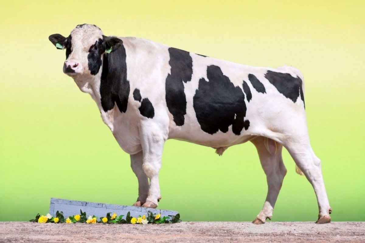 Порода коров Пинцгау