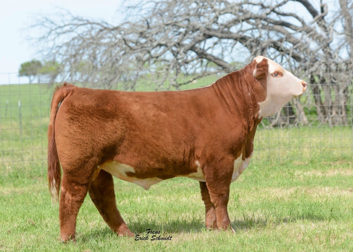 Голштинская Фризская порода