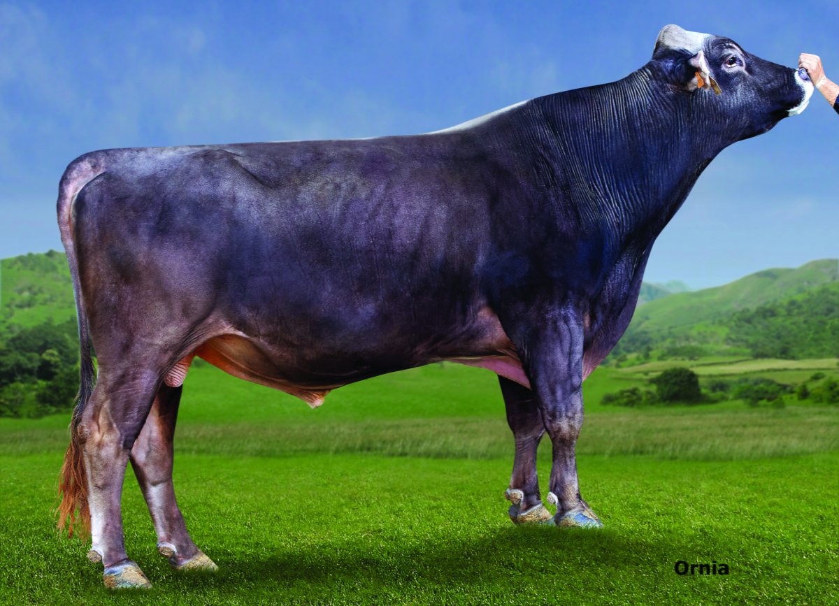 Маунт Катадин корова