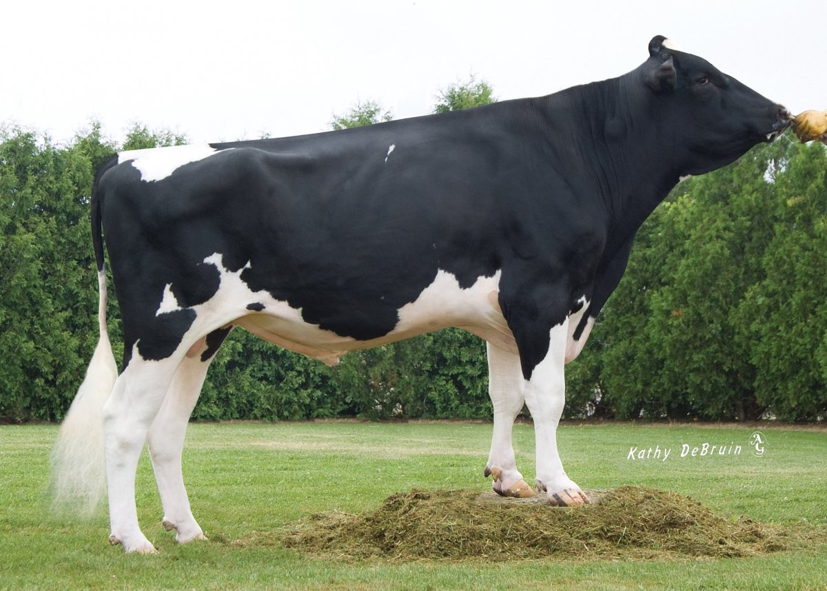 Англерская порода коров