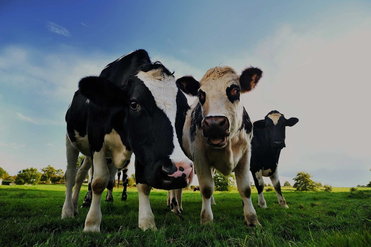 Holstein Friesian Cattle