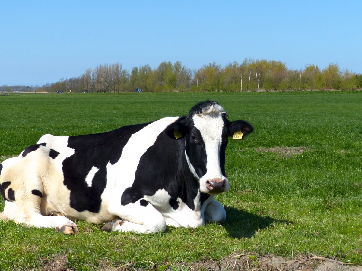 Голштинская порода КРС