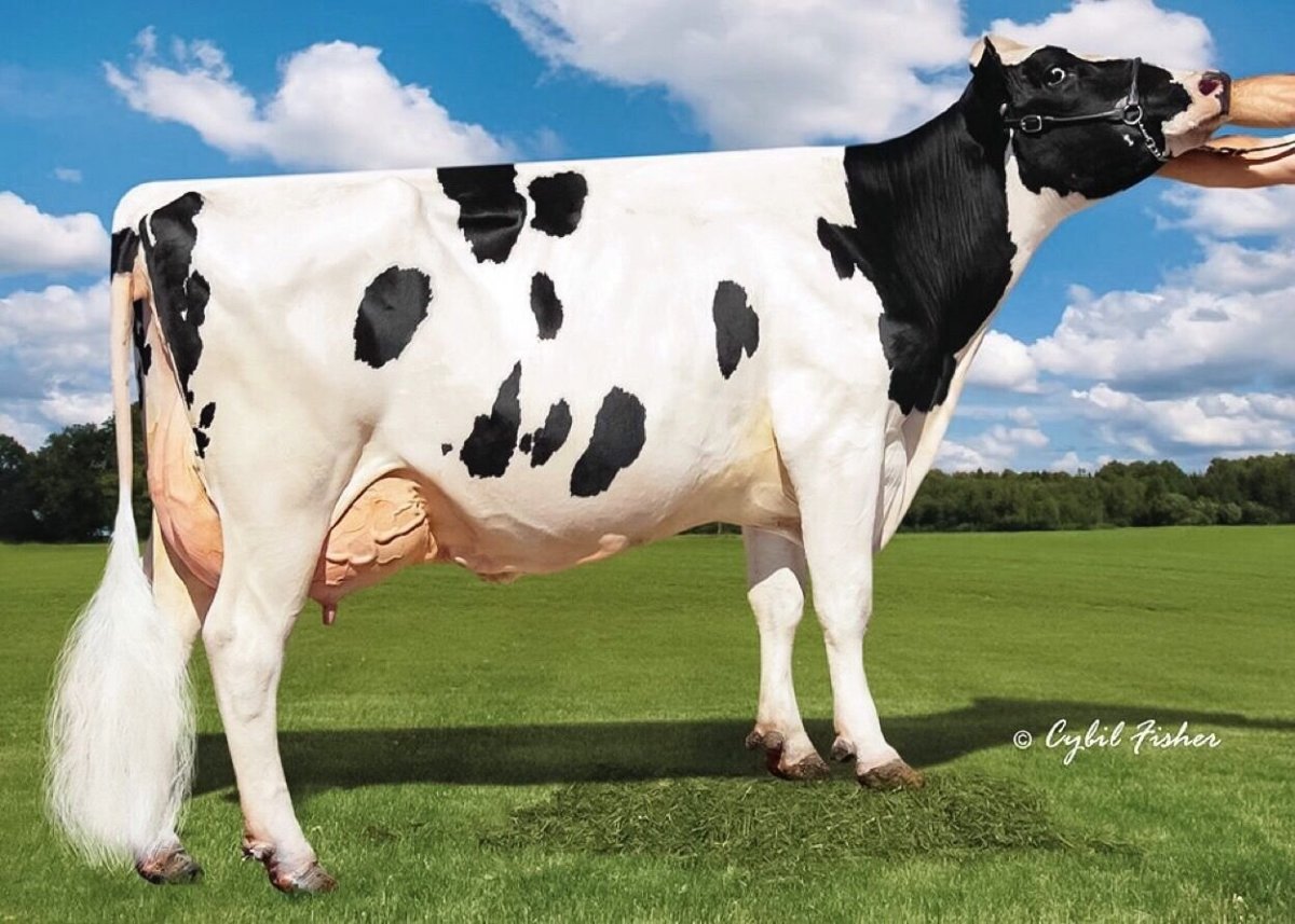 Порода Быков Голштинская Быков