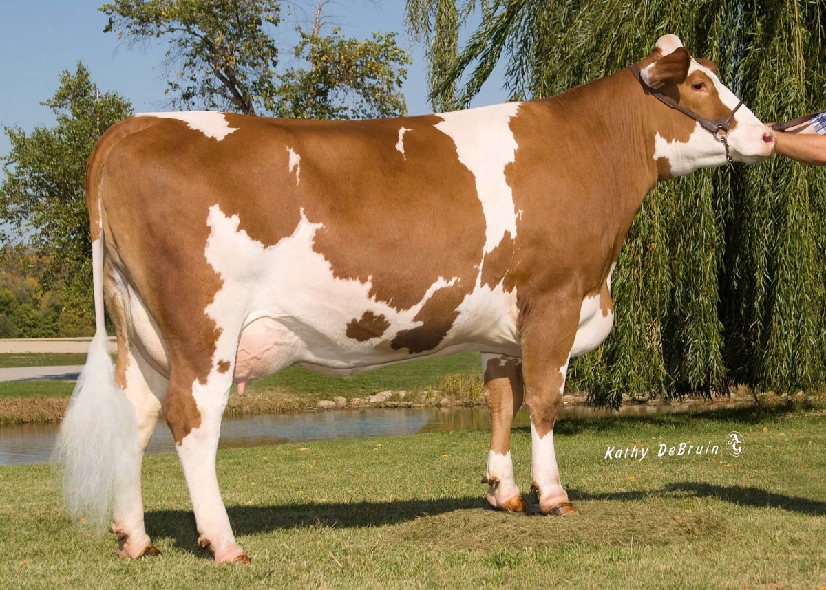 Норвежская красная корова