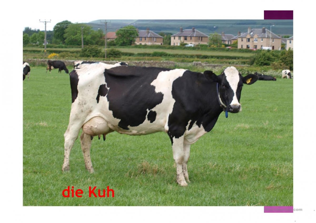 Порода Быков Голштинская Быков