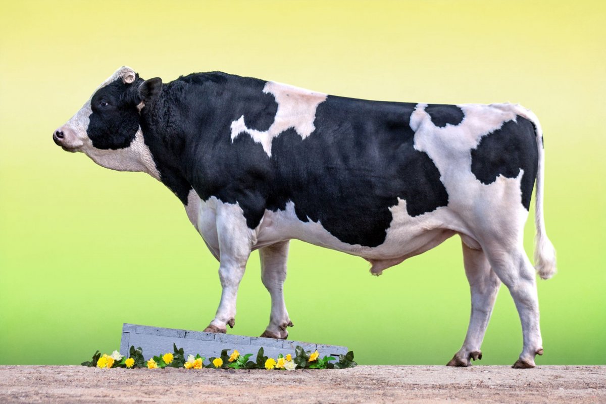 Holstein корова порода