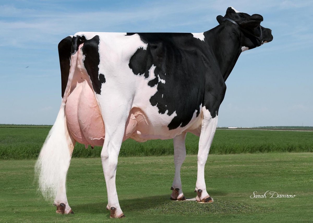 Голландская корова