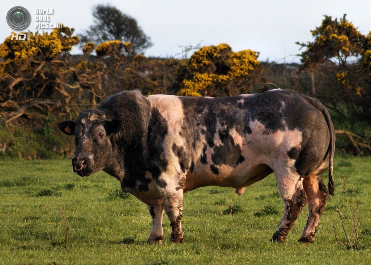 Быки голштинской породы