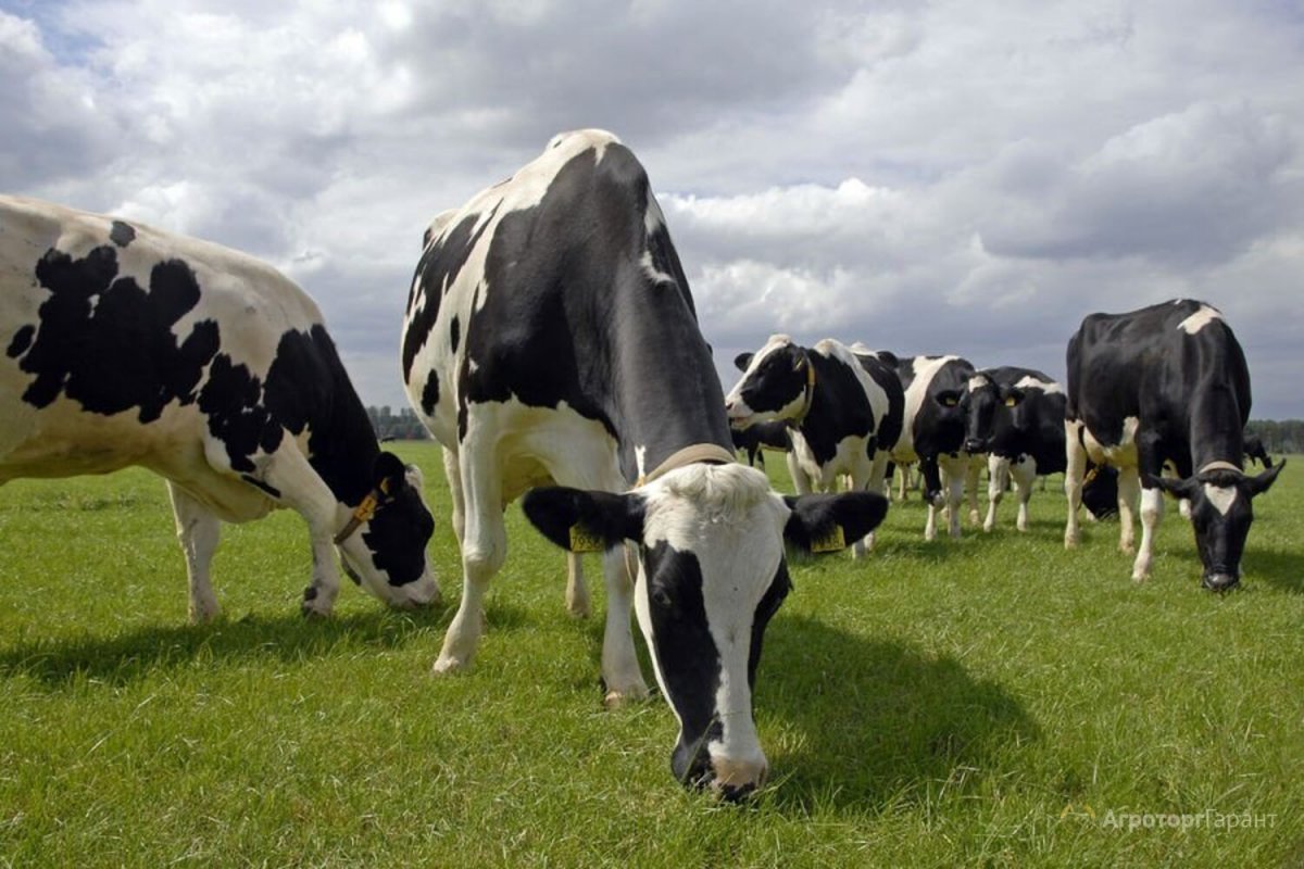 Гольштейн моллар