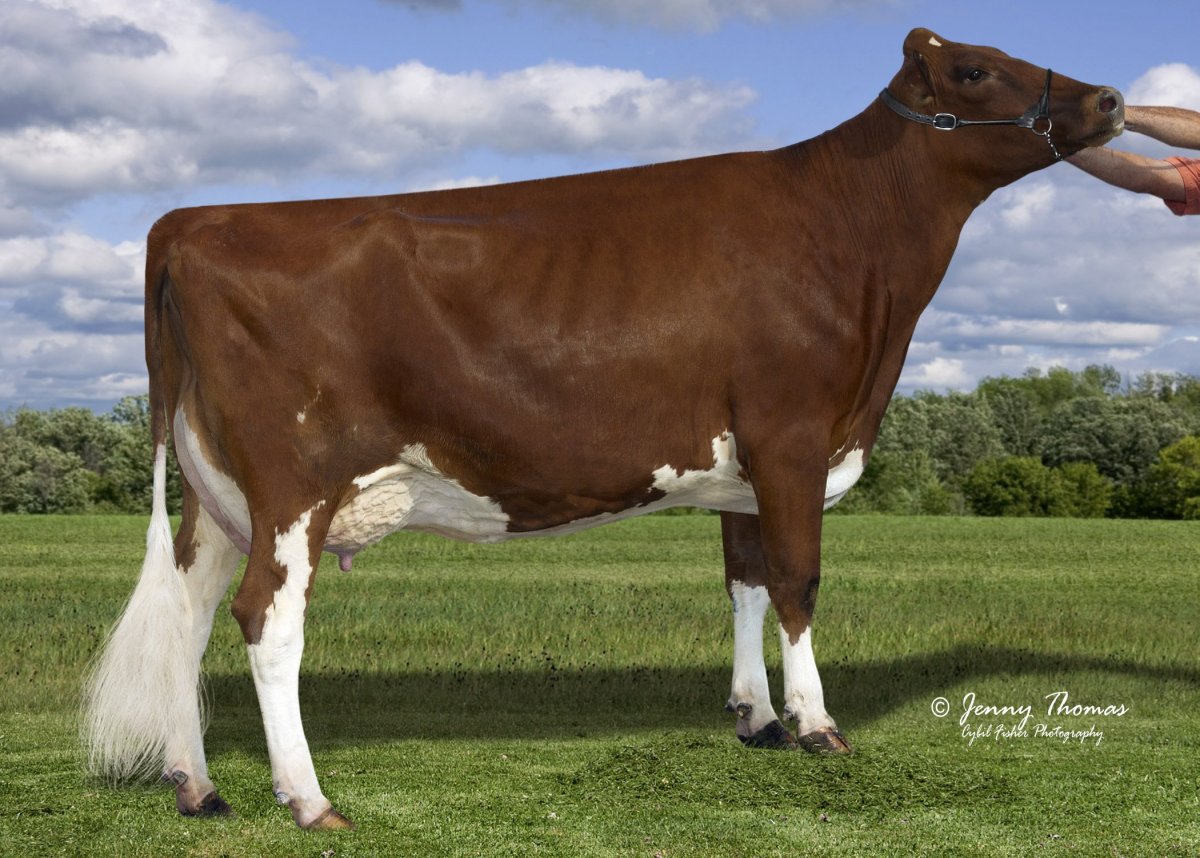 Голштинская порода Голландия