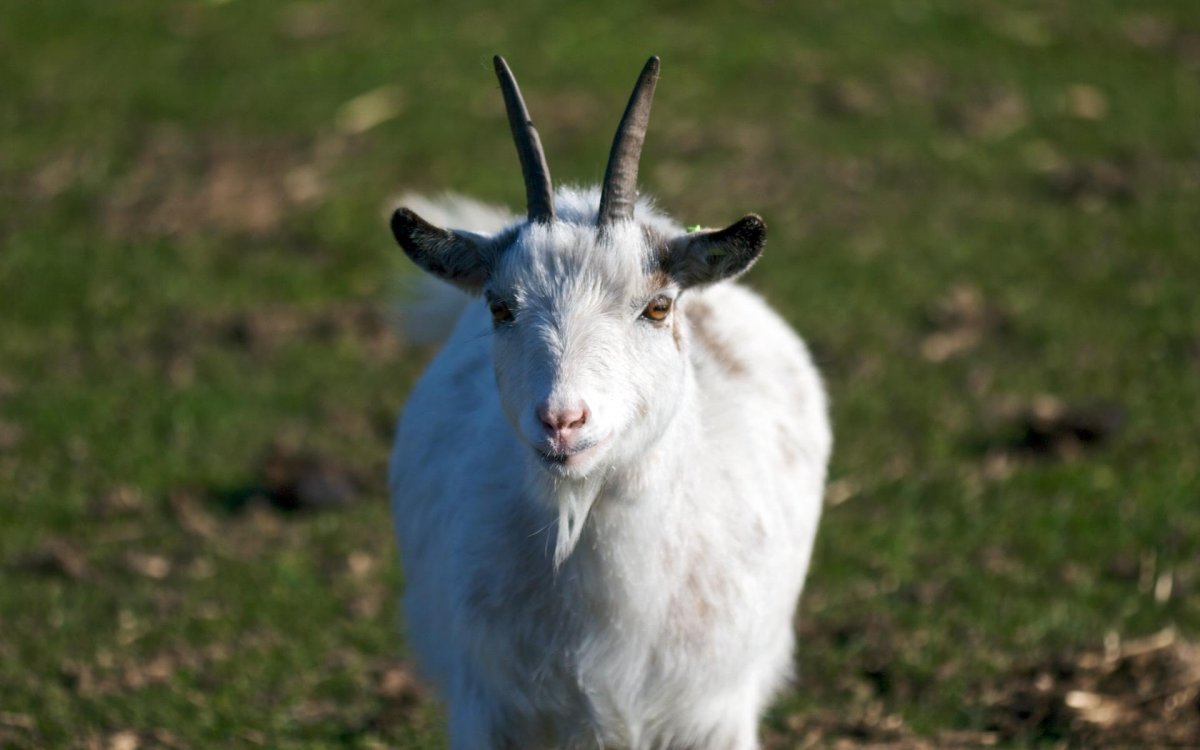 Белый козел