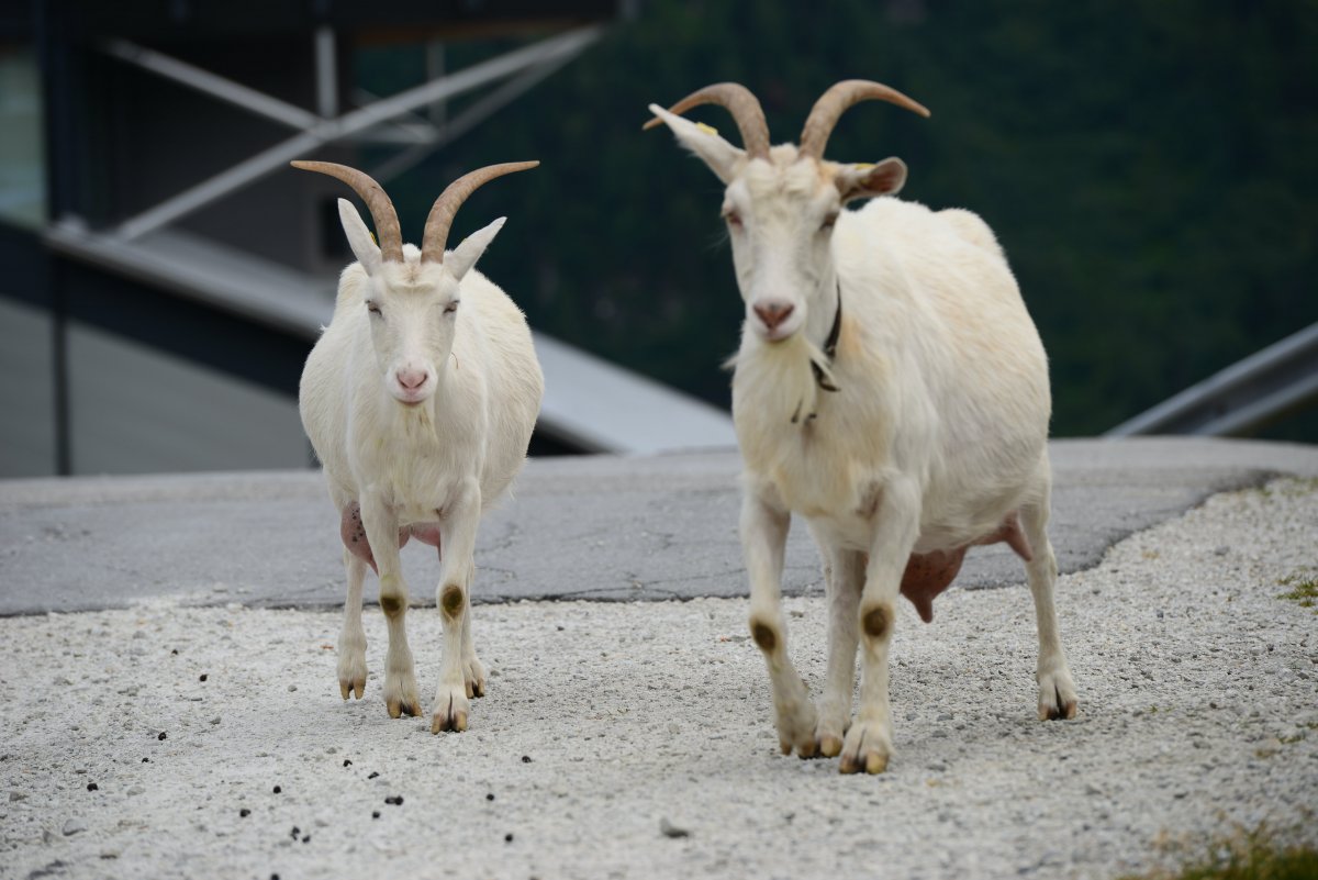 Козёл и козлёнок